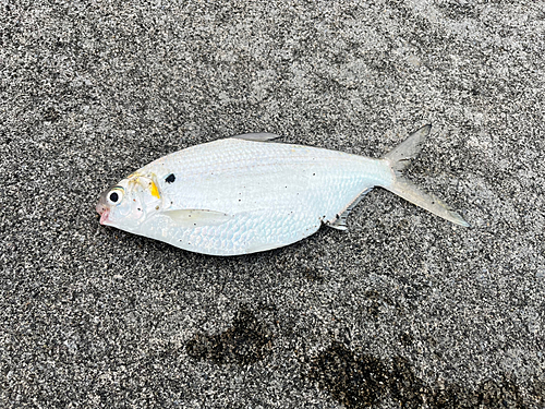 リュウキュウドロクイの釣果