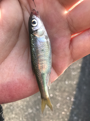 オイカワの釣果