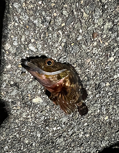 カサゴの釣果