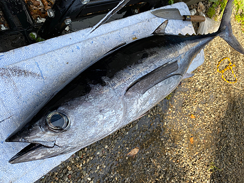 ビンチョウマグロの釣果