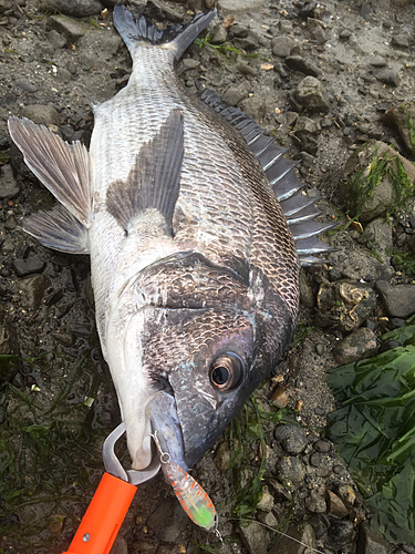 クロダイの釣果