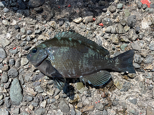 メジナの釣果