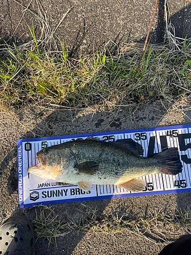 ブラックバスの釣果