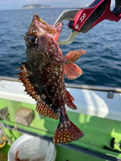 カサゴの釣果