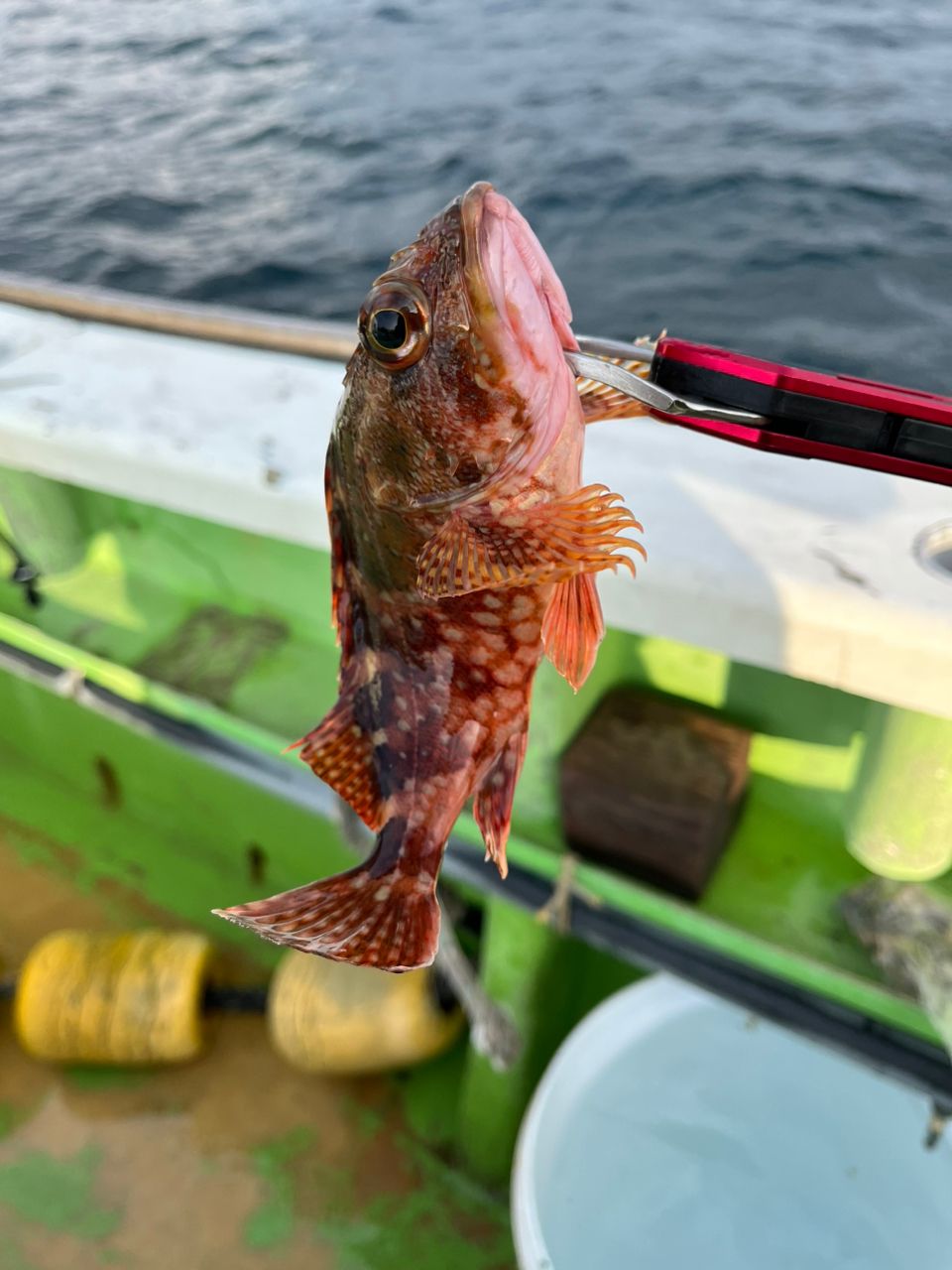 なりたなおとさんの釣果 2枚目の画像
