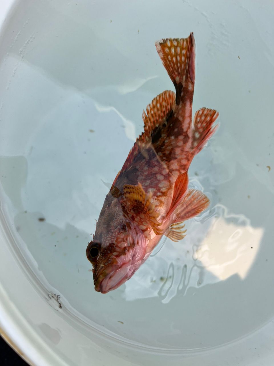 なりたなおとさんの釣果 3枚目の画像
