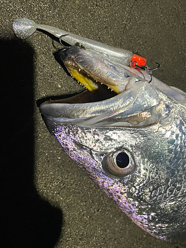 ニベの釣果