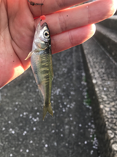 オイカワの釣果