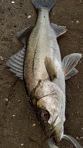 マルスズキの釣果