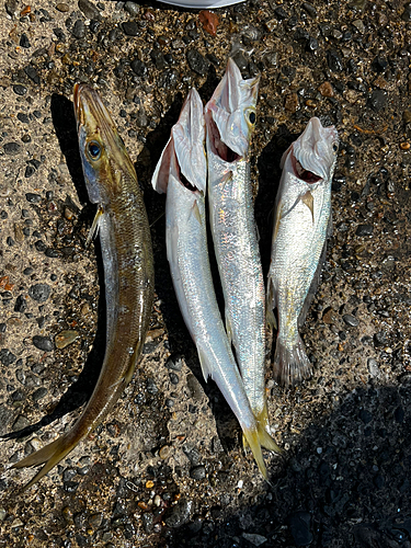 カマスの釣果