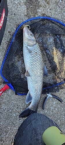 ニゴイの釣果