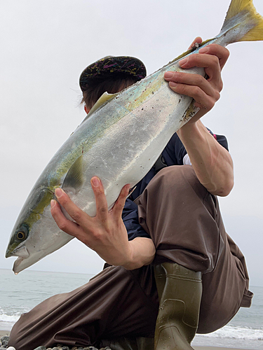 メジロの釣果