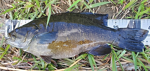 スモールマウスバスの釣果