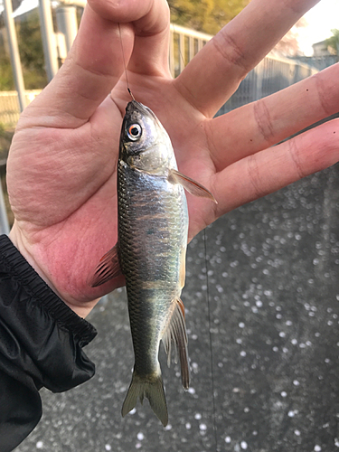 オイカワの釣果