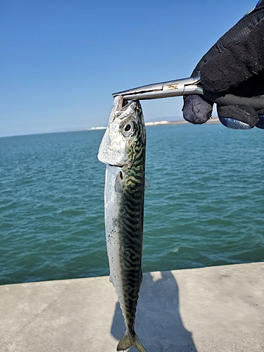 マサバの釣果