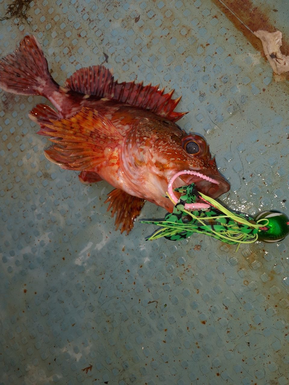 カサゴ