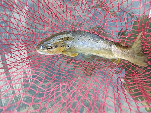 ブラウントラウトの釣果