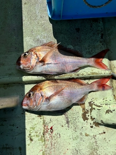 マダイの釣果