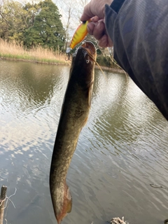 ナマズの釣果