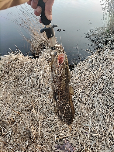 ライギョの釣果