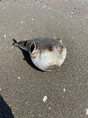 クサフグの釣果