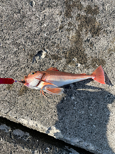 カナガシラの釣果