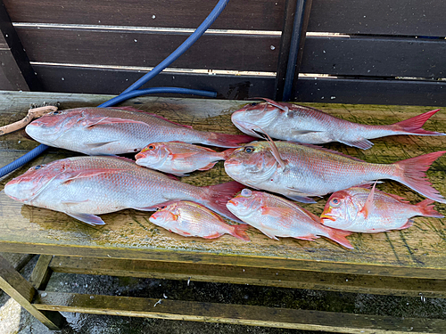 マダイの釣果