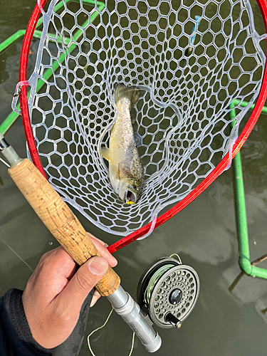 ブラウントラウトの釣果