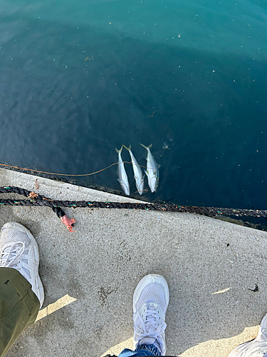 ハマチの釣果