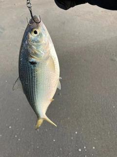 コノシロの釣果