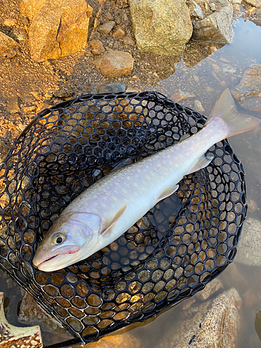 イワナの釣果