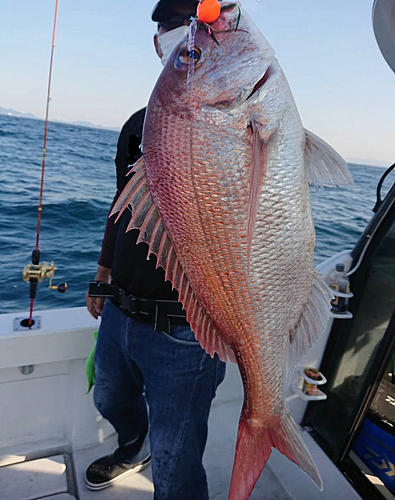 マダイの釣果