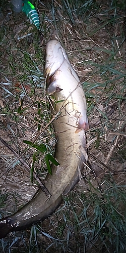 ナマズの釣果