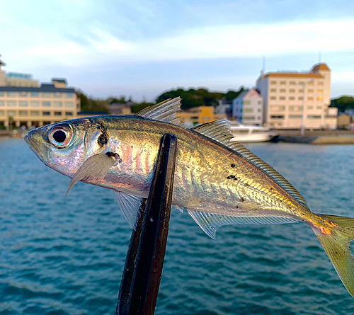 マアジの釣果