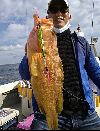 アコウの釣果