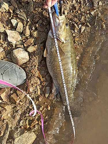 スモールマウスバスの釣果