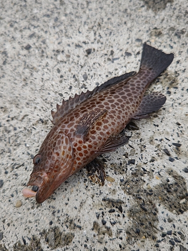 オオモンハタの釣果