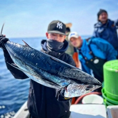 ビンチョウマグロの釣果