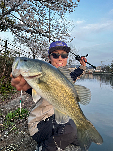 ブラックバスの釣果