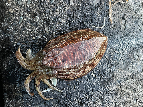 ヤリイカの釣果