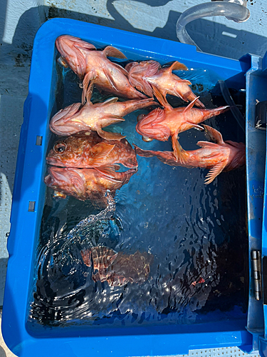 アラカブの釣果