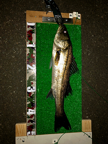 シーバスの釣果