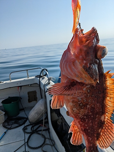 ウッカリカサゴの釣果