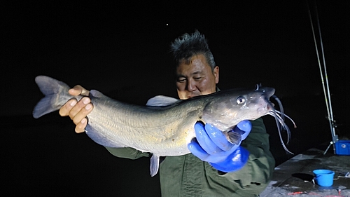 アメリカナマズの釣果