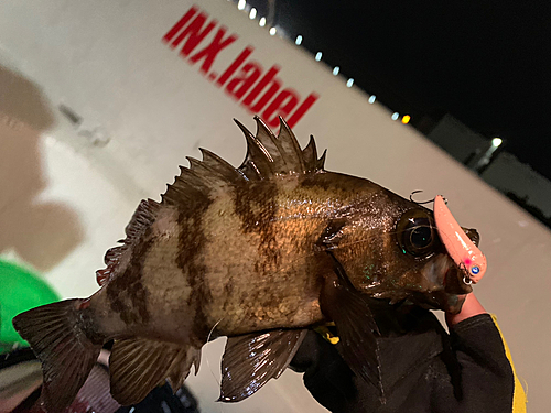 メバルの釣果