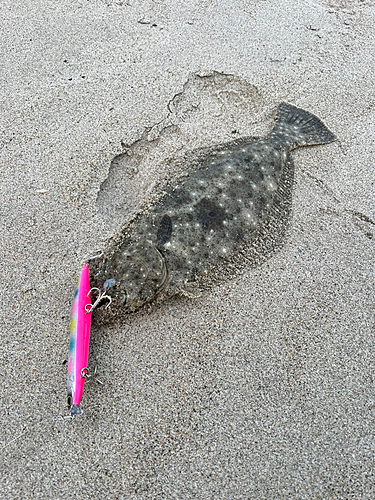 ソゲの釣果