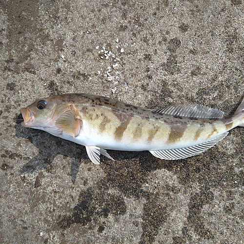 ホッケの釣果