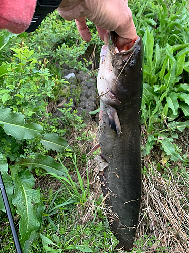 ナマズの釣果