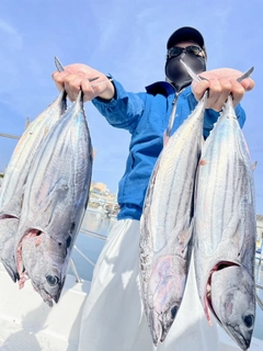 ビンチョウマグロの釣果