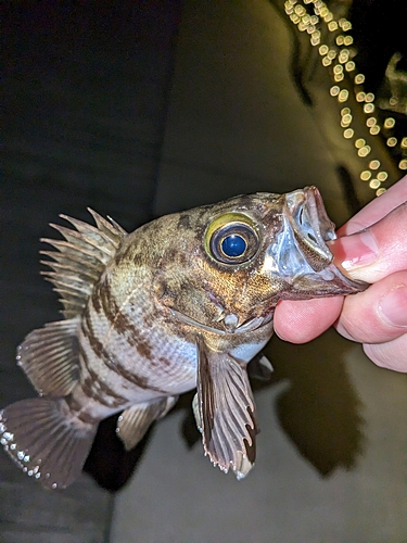 シロメバルの釣果